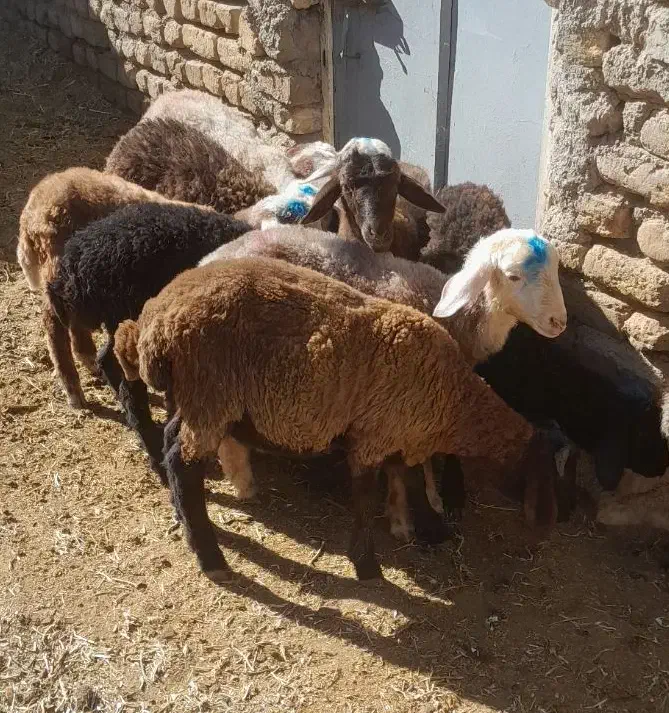 ۱۱ راس بره|حیوانات مزرعه|زنجان, |دیوار