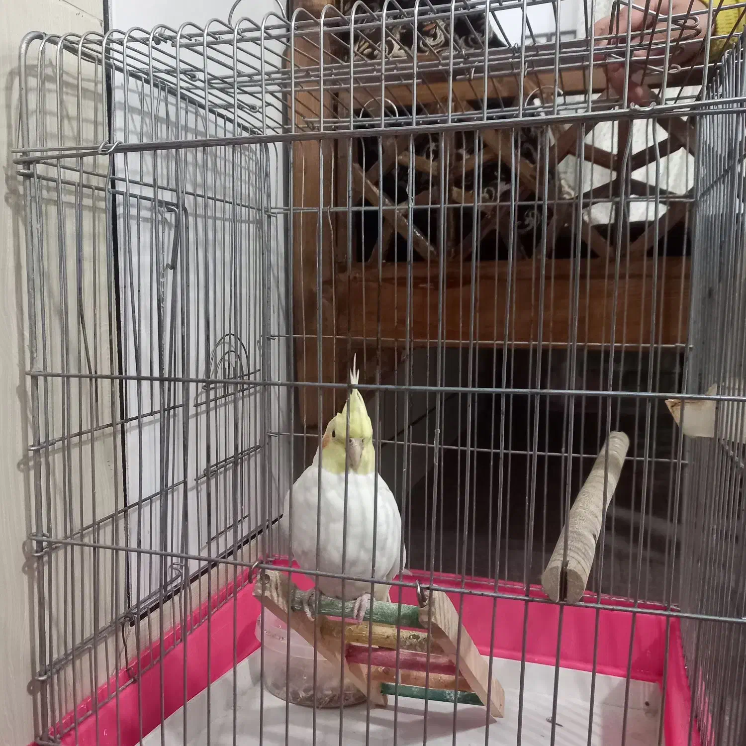 عروس هلندی|پرنده|دورود, |دیوار