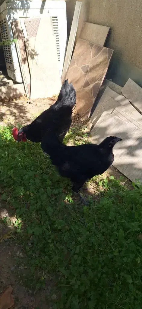 مرغ و خروس نیمچه نژاد اصل استرالوپ|حیوانات مزرعه|کرمانشاه, |دیوار