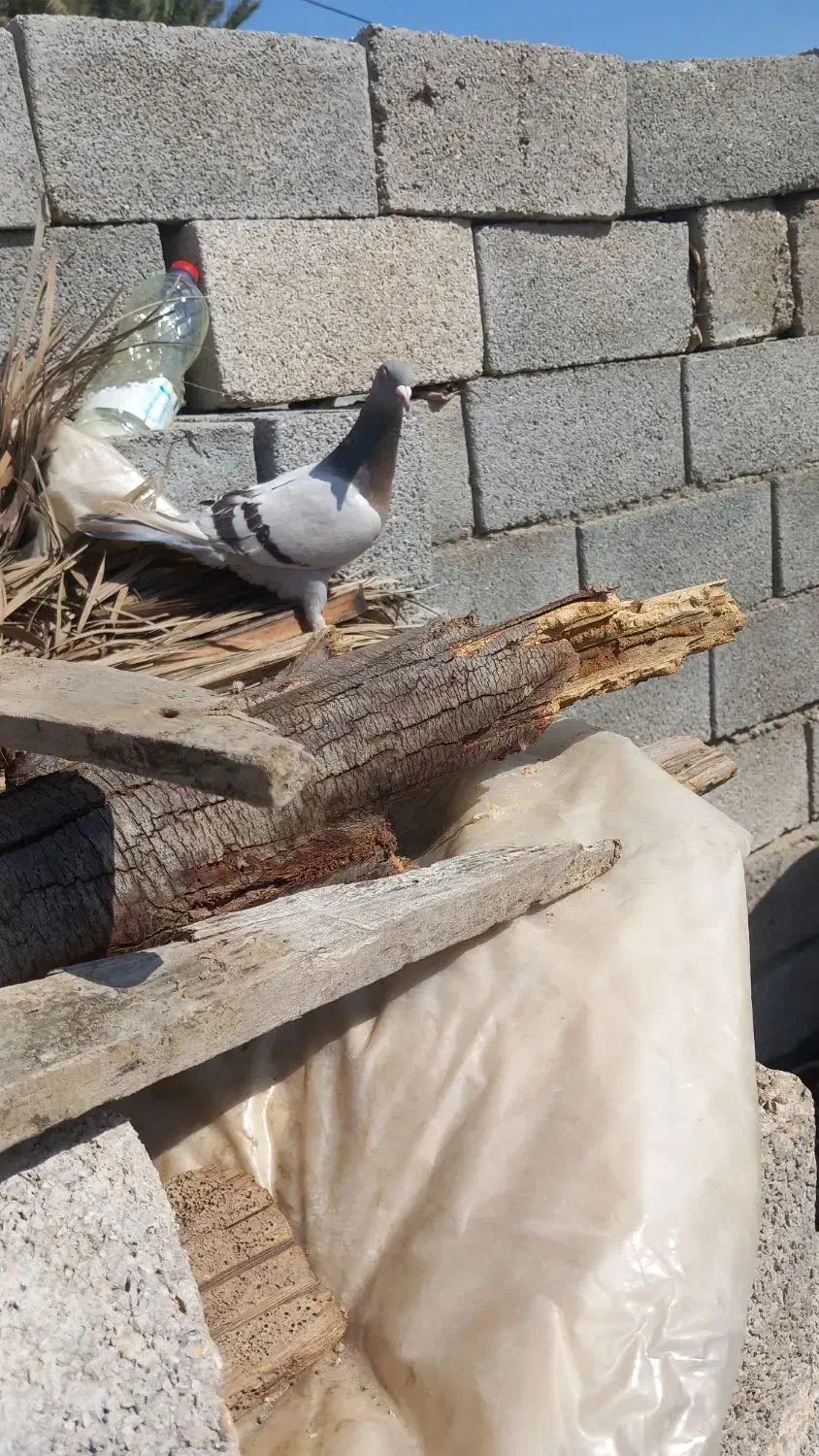 کفتر پلاکی|پرنده|تخت, |دیوار