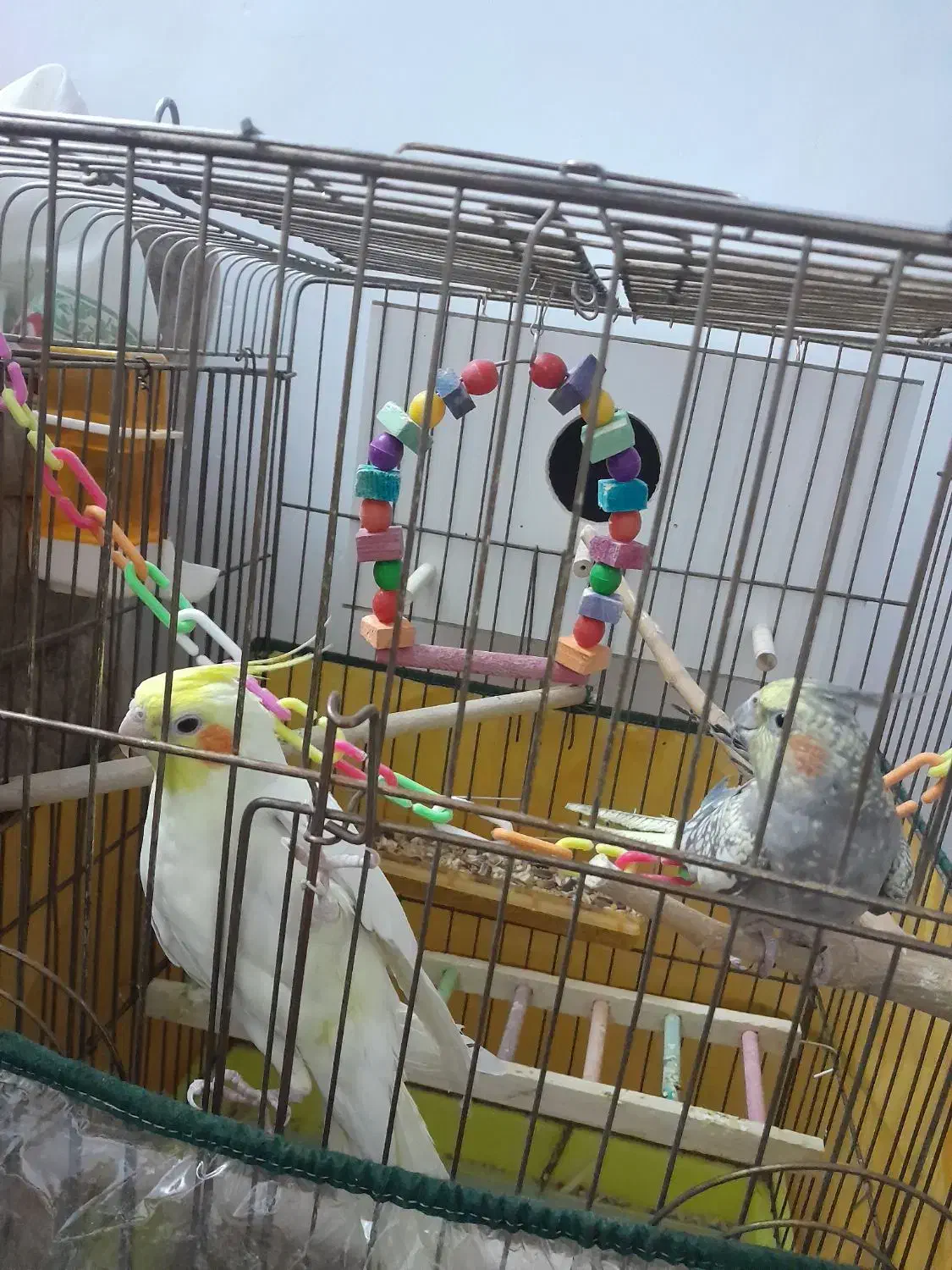 عروس هلندی نر معاوضه با ماده|پرنده|سبزوار, زینبیه|دیوار