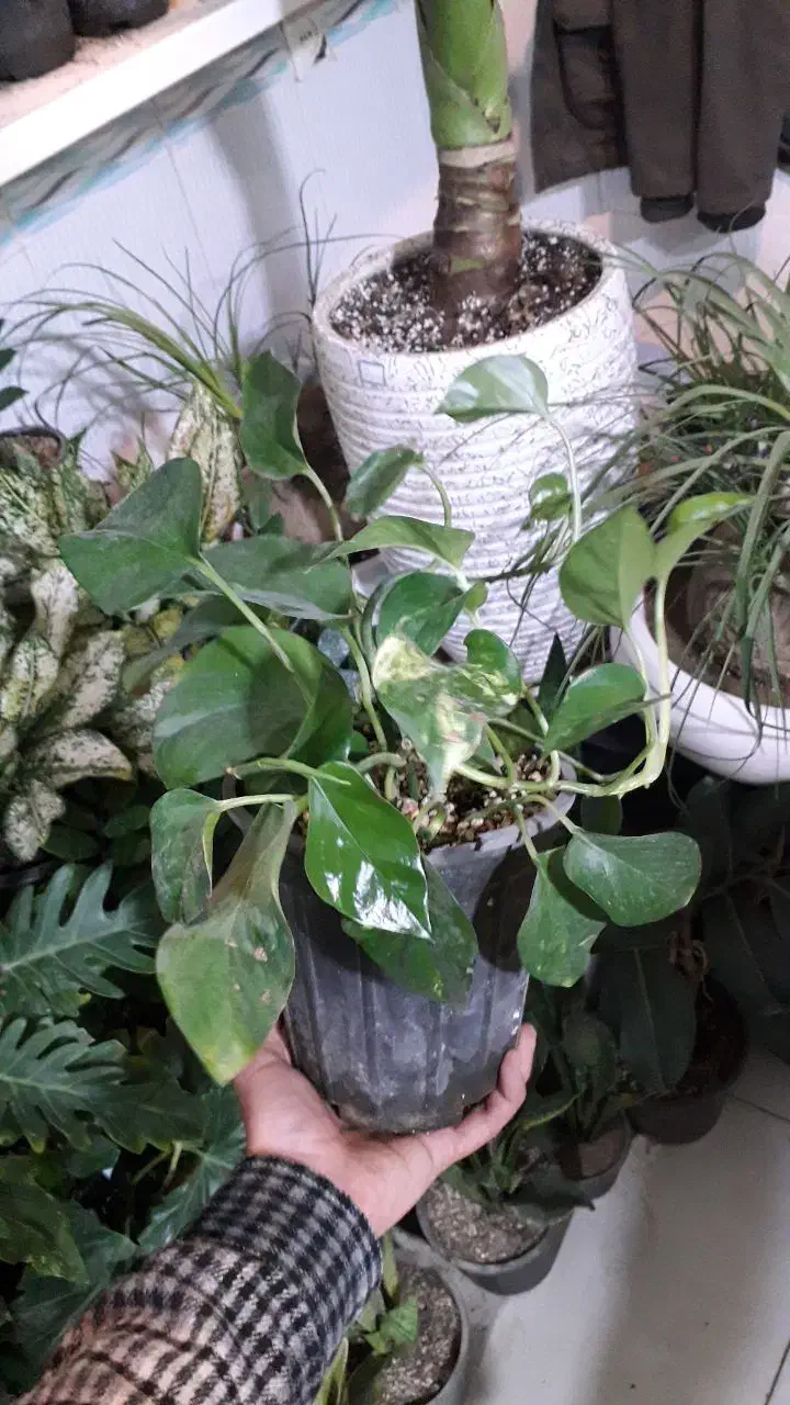 گل کاکتوس و...|گل و گیاه طبیعی|قوچان, |دیوار