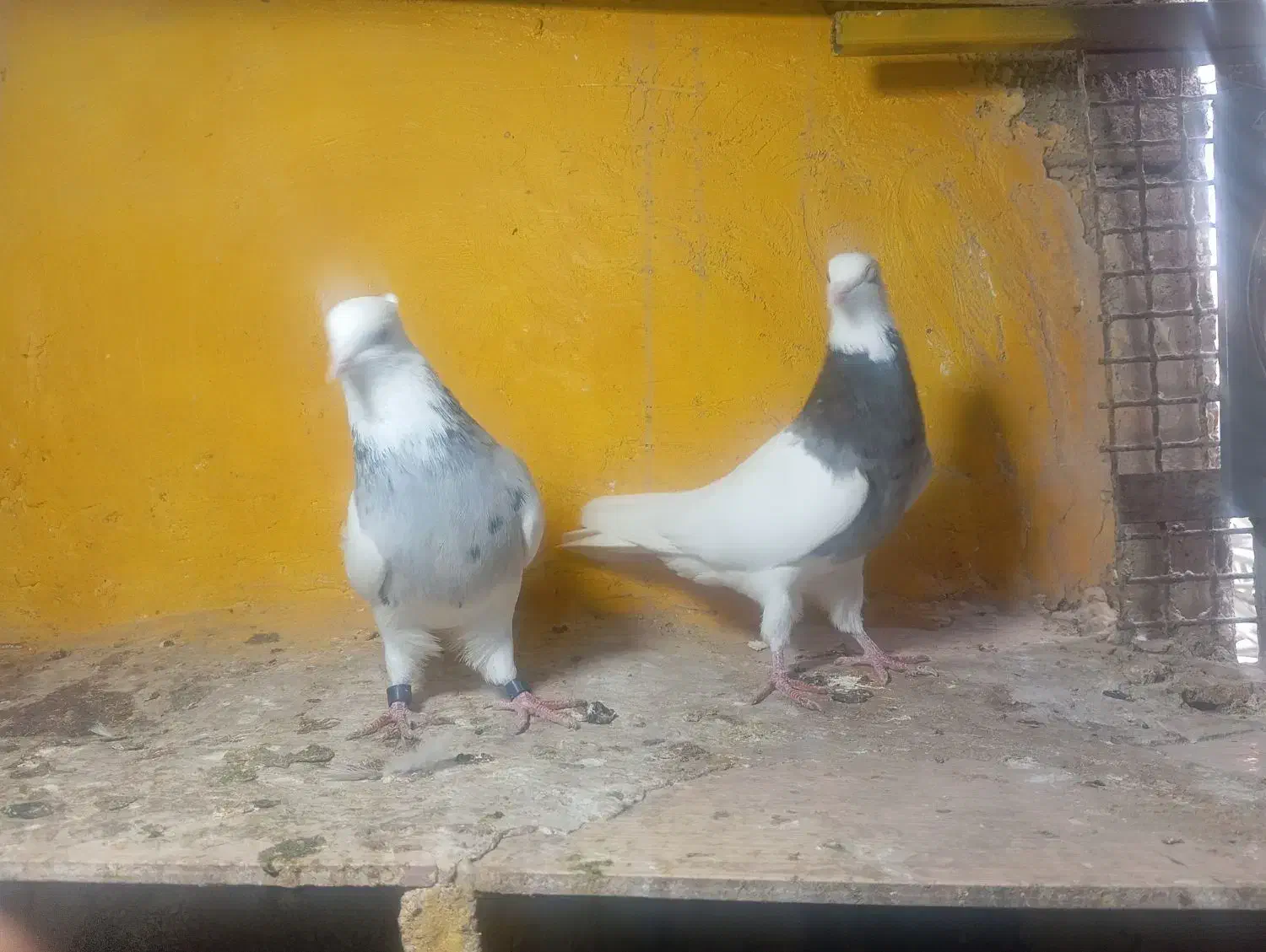 طوقی ماده|پرنده|خورموج, |دیوار