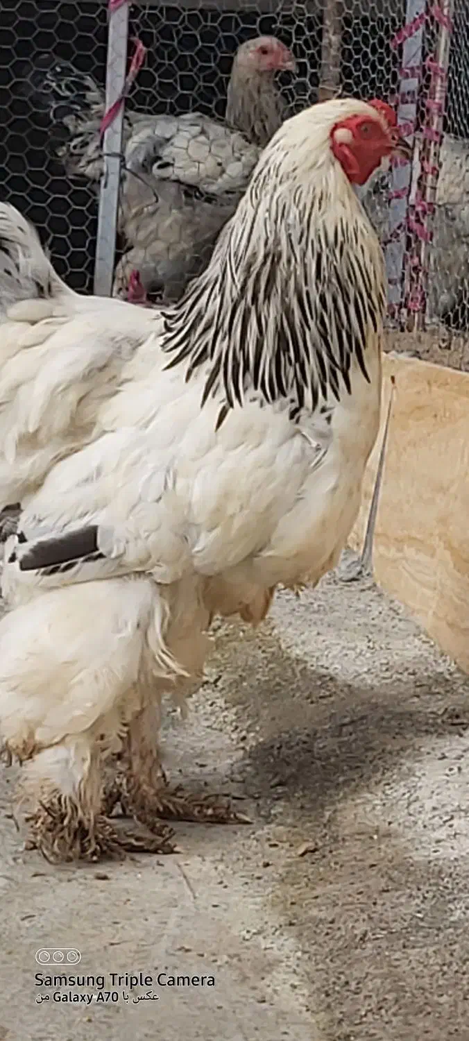 خروس برهما|حیوانات مزرعه|ساری, |دیوار