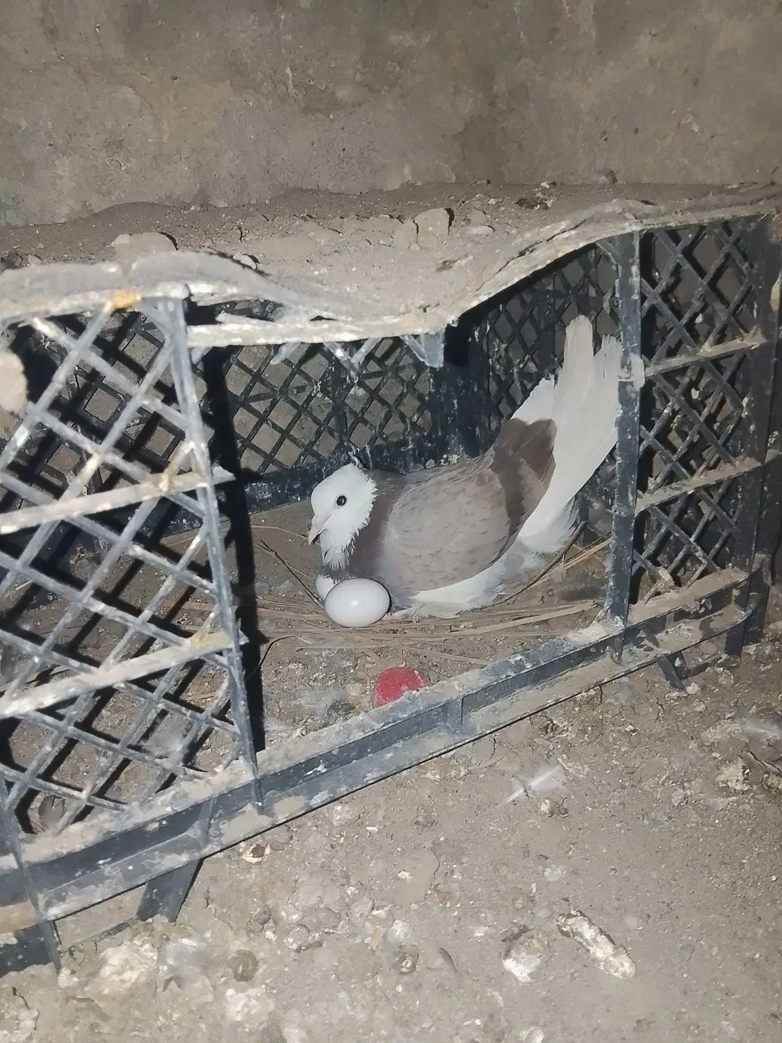 کبوتر درجایی|پرنده|میناب, |دیوار