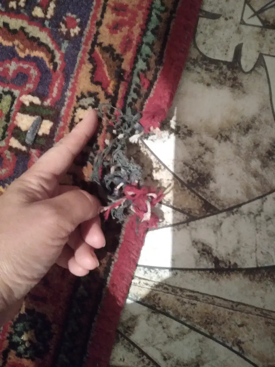 فرش طبیعی|فرش|چالدران, |دیوار