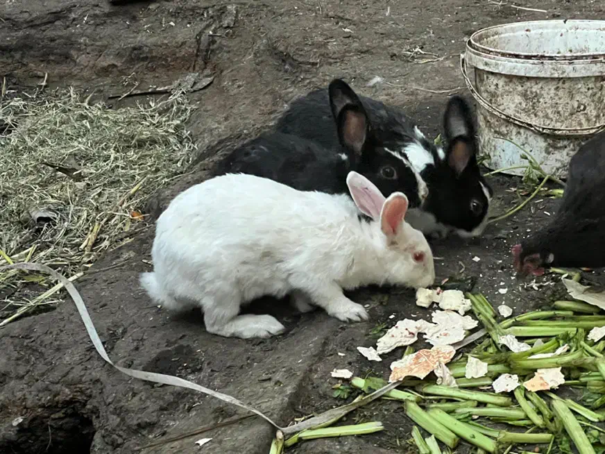 خرگوش|موش و خرگوش|خرمشهر, |دیوار