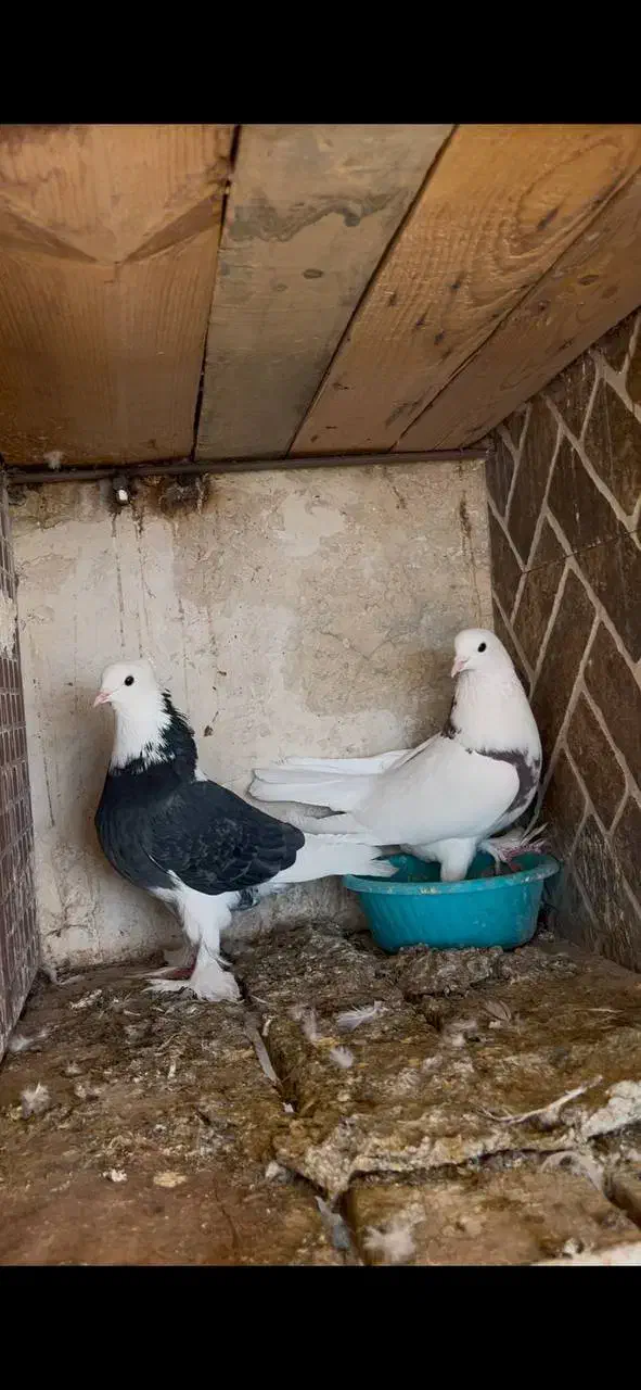 کبوتر زینتی|پرنده|محلات, |دیوار