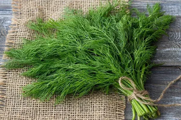 شوید|خوردنی و آشامیدنی|دلند, |دیوار