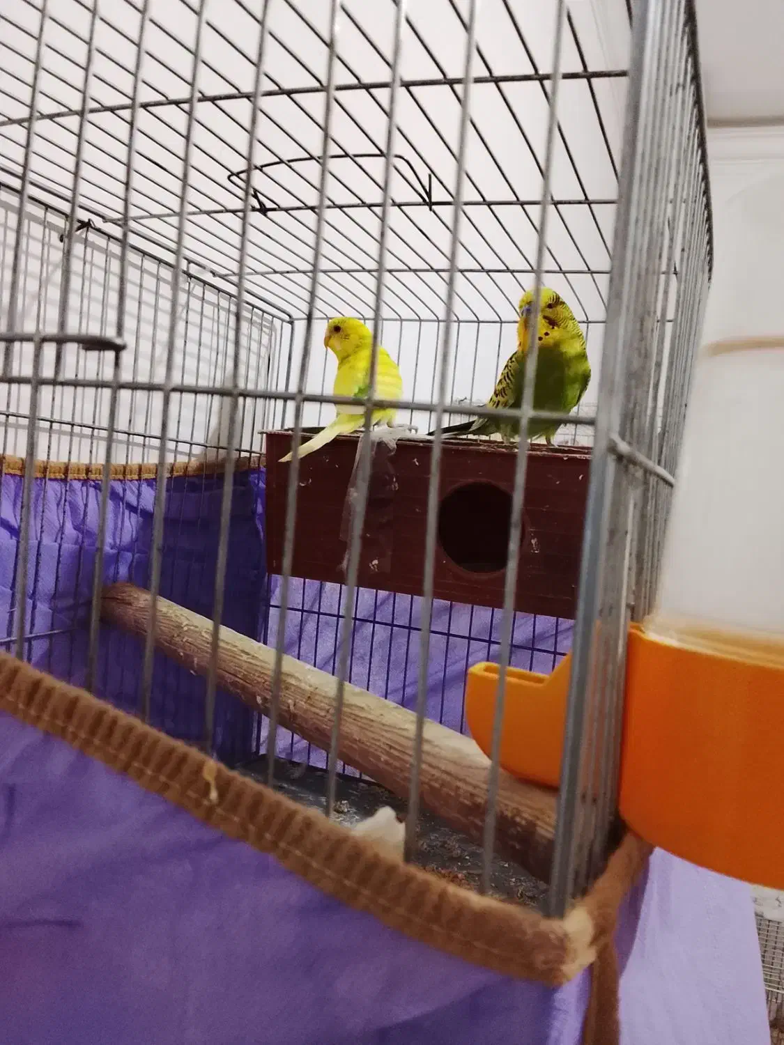 یک جفت مرغ عشق مولد 4 تخم‌|پرنده|بومهن, |دیوار