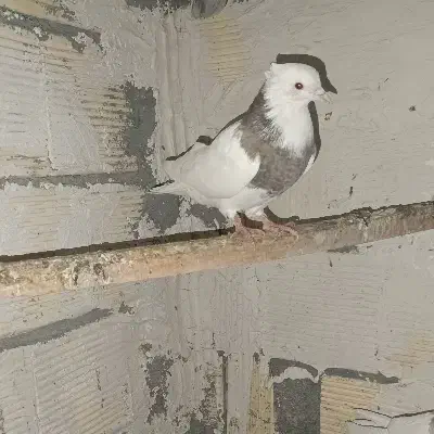 کبوتر طوق|پرنده|کرمانشاه, |دیوار