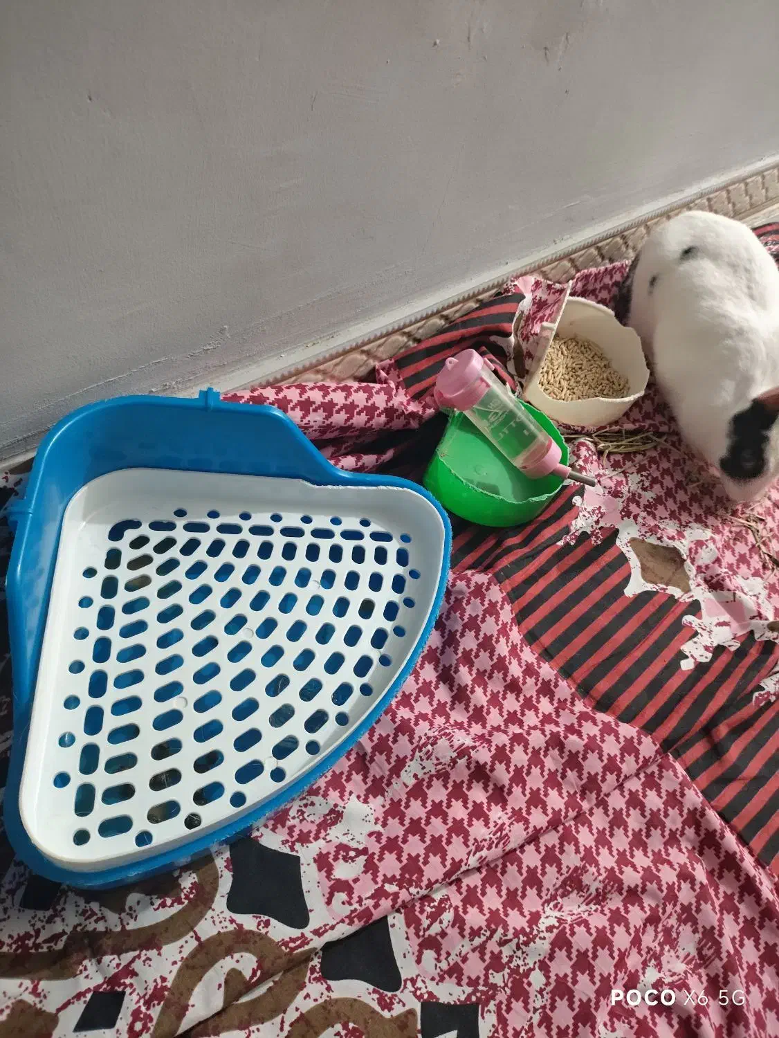 فروش خرگوش 1 ساله|موش و خرگوش|بندر انزلی, مسکن مهر|دیوار