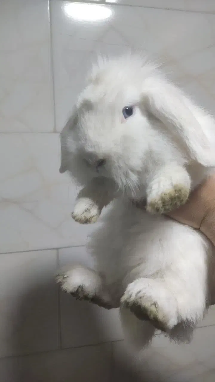 خرگوش سفید لوپ اسکاتلندی|موش و خرگوش|ورامین, ورامین|دیوار