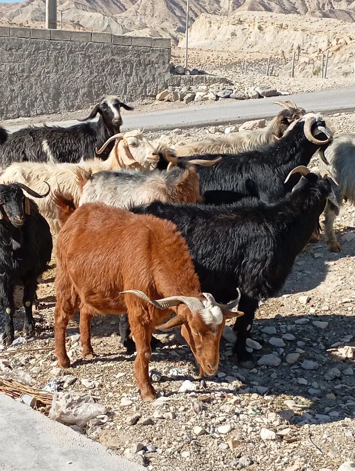 بز آبستن داشتی|حیوانات مزرعه|ملکشاهی, |دیوار