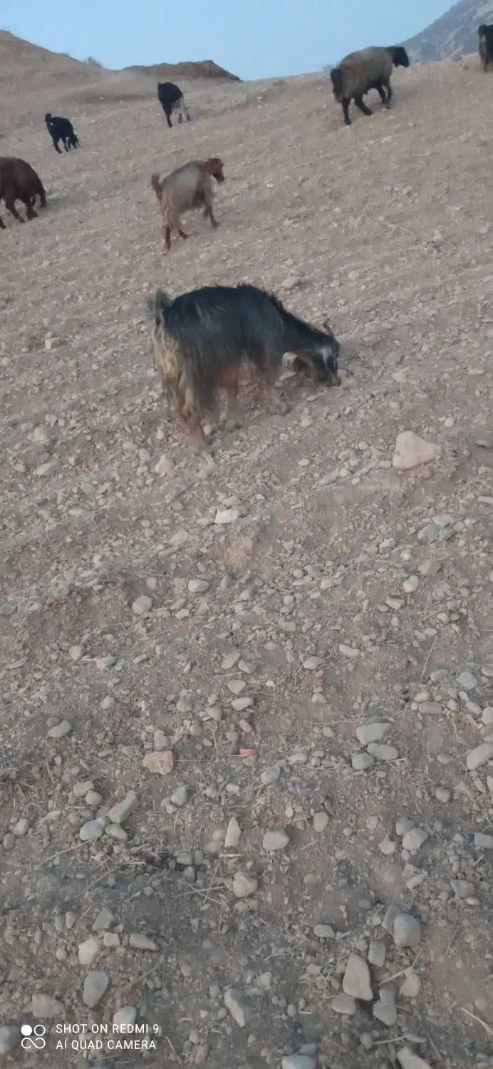 سه تا بز خوب جوان|حیوانات مزرعه|دهدشت, |دیوار