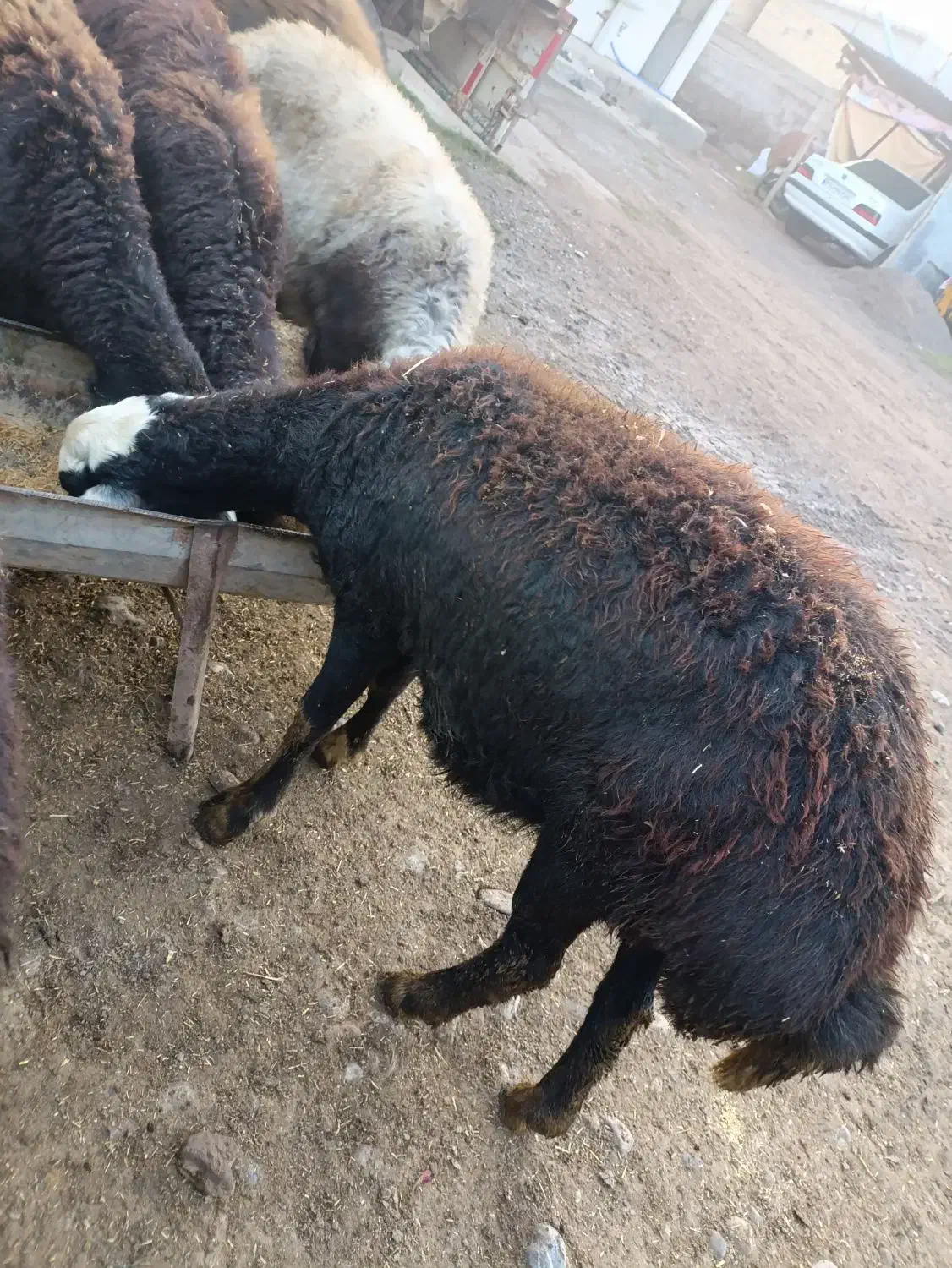 گوسفند|حیوانات مزرعه|فاضل آباد, |دیوار