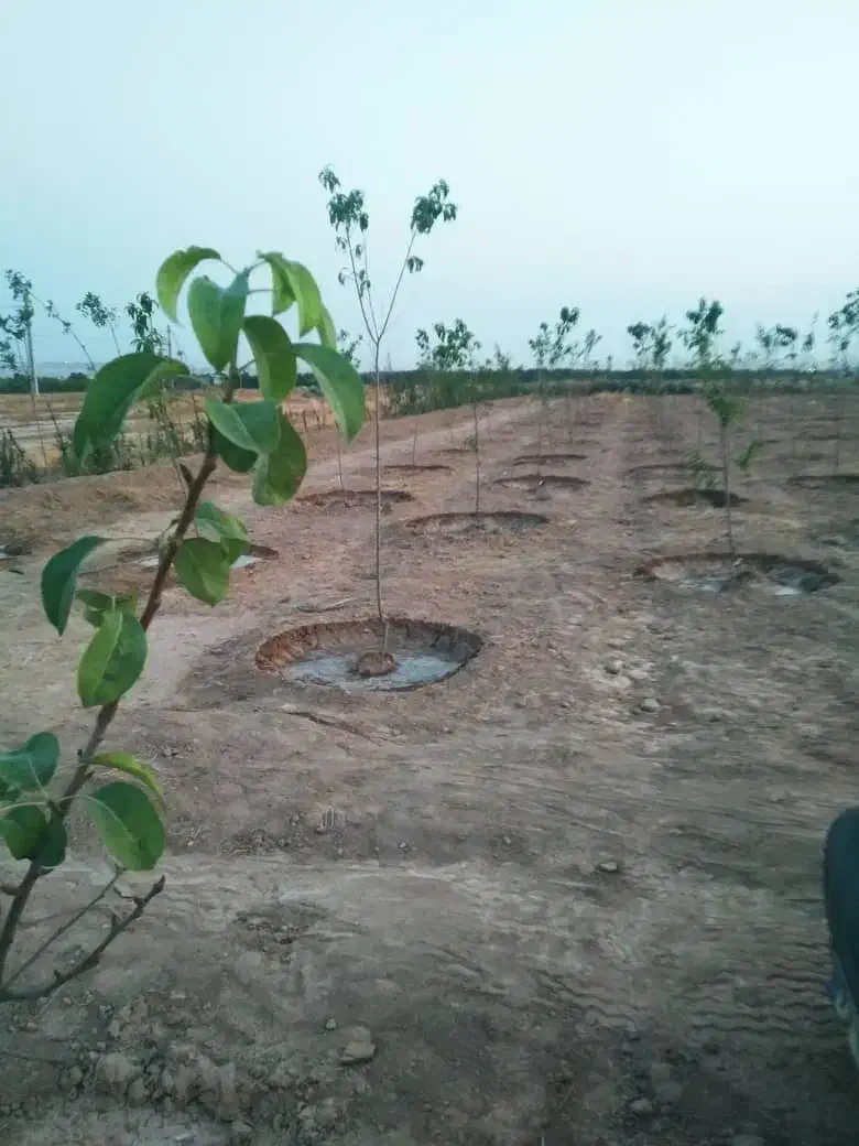 فروش زمین های ۷۰۰۰ متر و ۷۵۰۰ متری|فروش دفتر صنعتی، کشاورزی، تجاری|اسلامشهر, کاشانک|دیوار