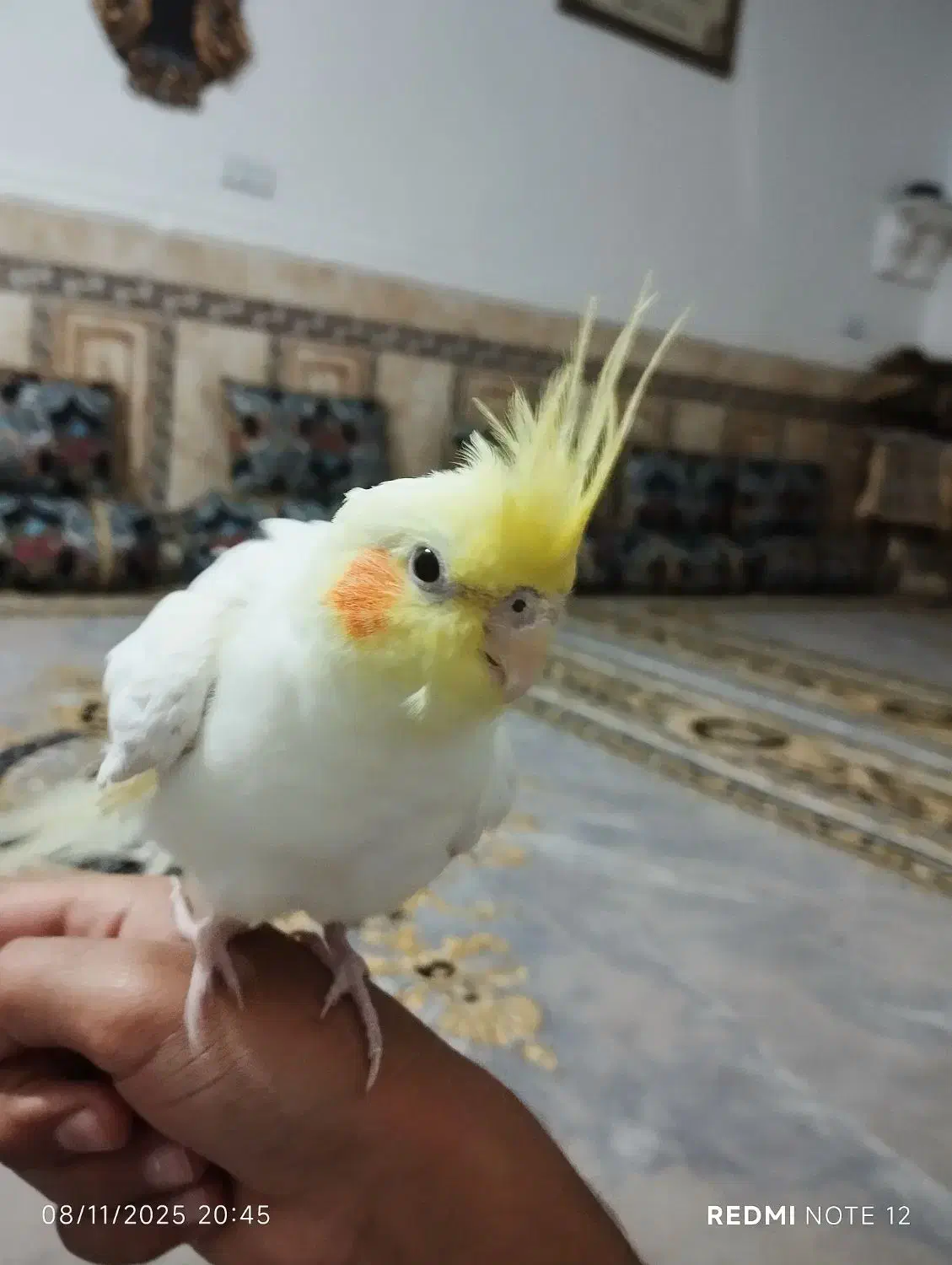 عروس هلندی نر|پرنده|سراوان, |دیوار