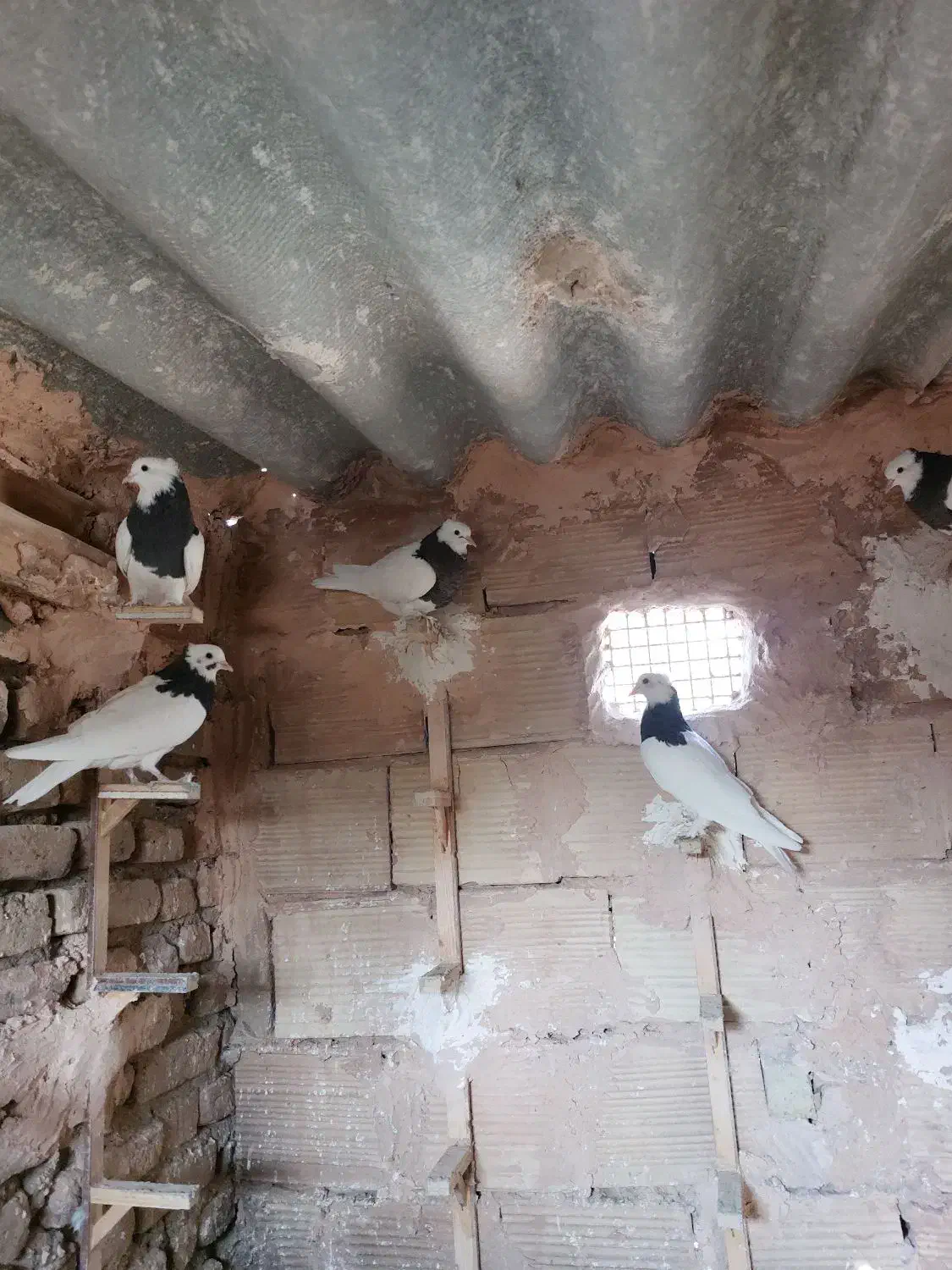 طوقی واکسی جوانه|پرنده|سبزوار, باهنر|دیوار