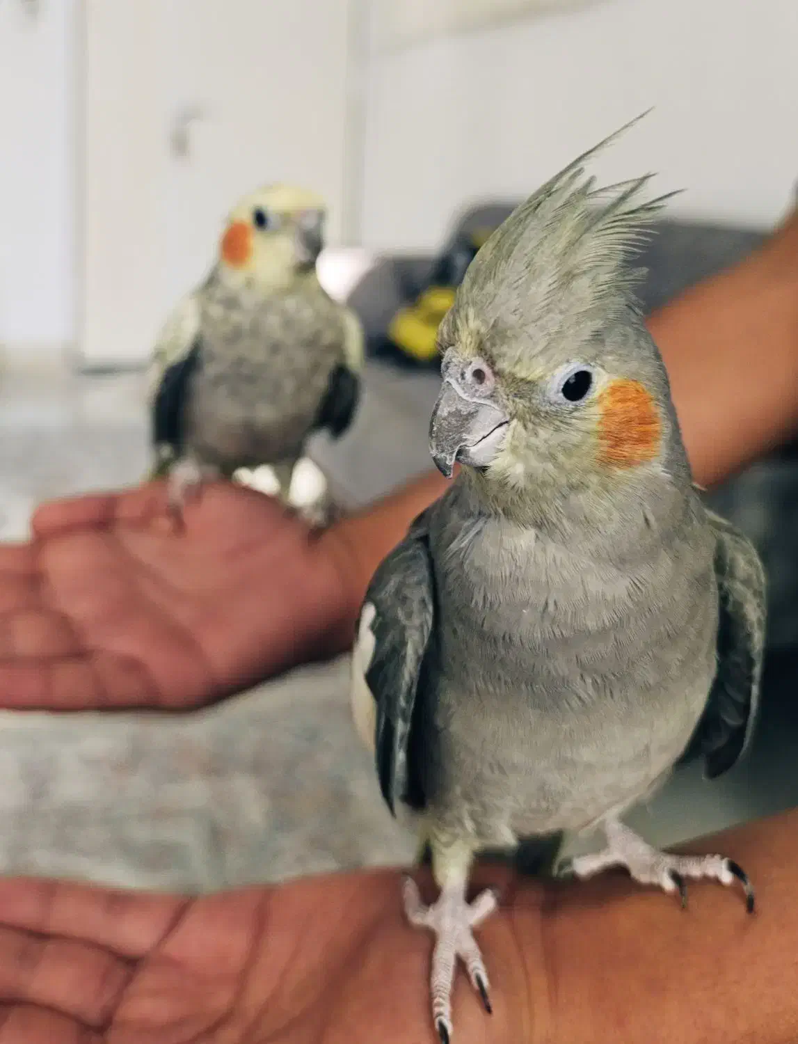 عروس هلندی با قفس|پرنده|نقده, |دیوار