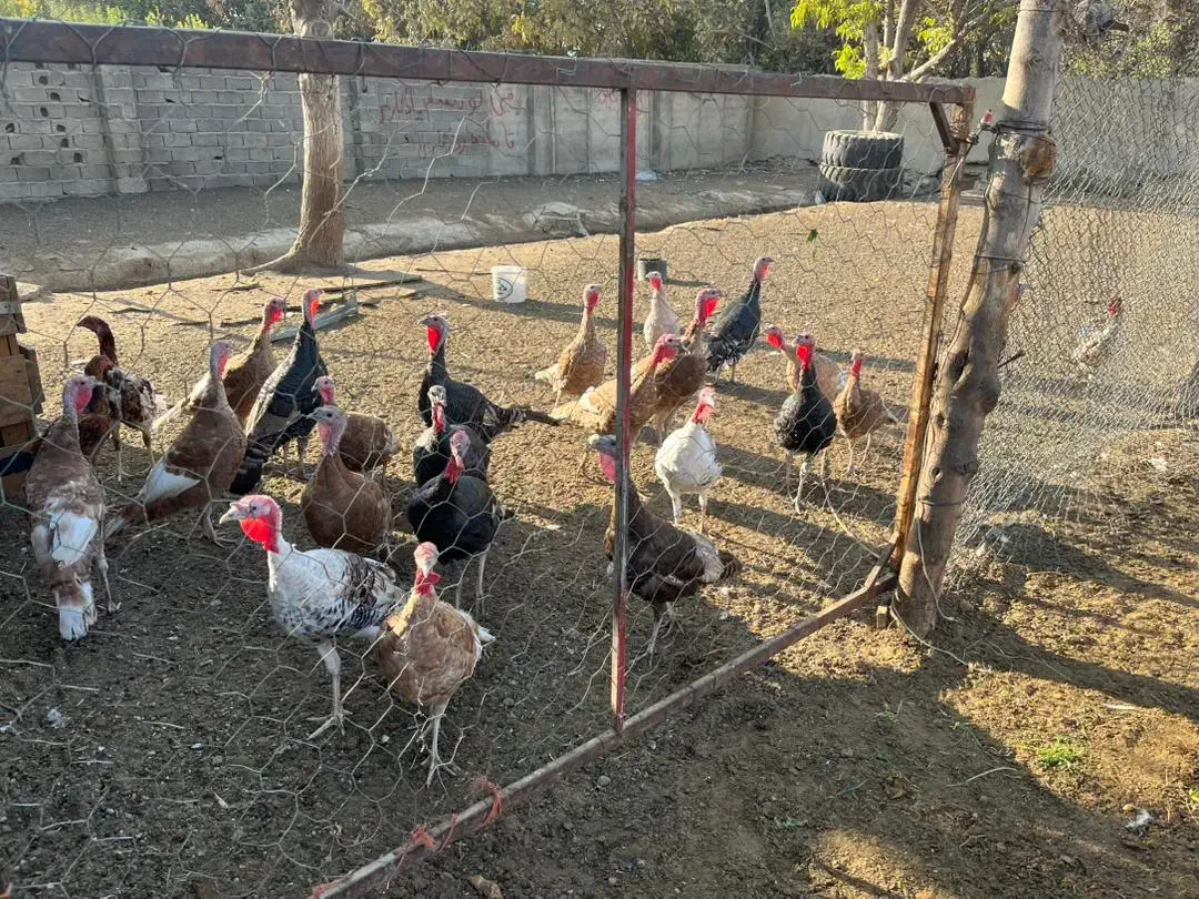 بوقلمون|حیوانات مزرعه|شهریار, شهرک بهاران (ویره)|دیوار