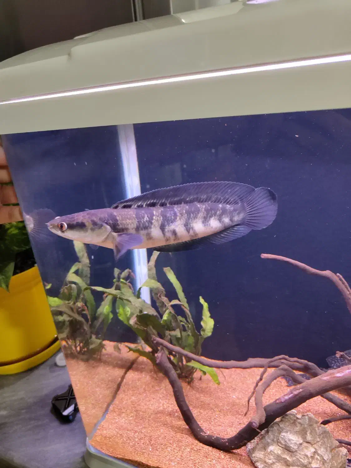 چانا رد مارو|ماهی|اردبیل, |دیوار