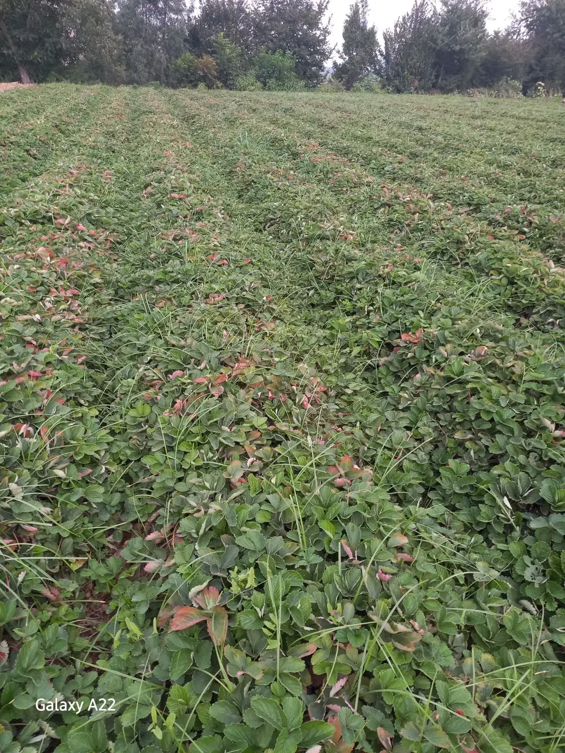 نهال توت فرنگی سابرینا|خدمات باغبانی و درختکاری|خان ببین, |دیوار