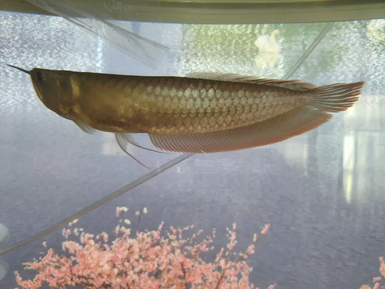 آروانا سیلور|ماهی|رفسنجان, |دیوار