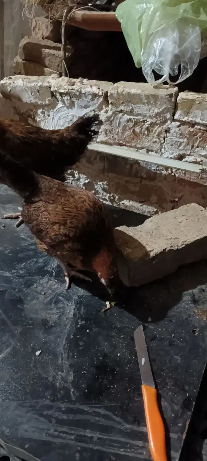 جوجه محلی ۴ ماهه|حیوانات مزرعه|آبیک, |دیوار