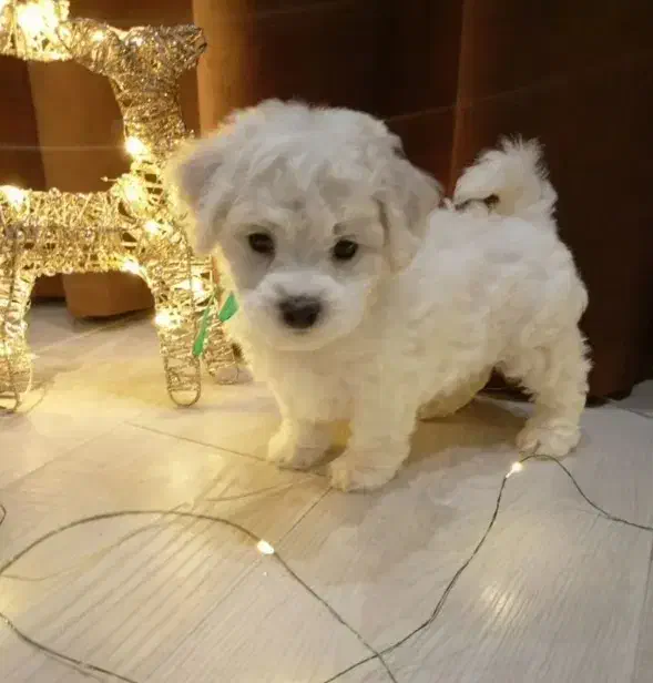 بیچون فرایز|سگ|تهران, صادقیه|دیوار