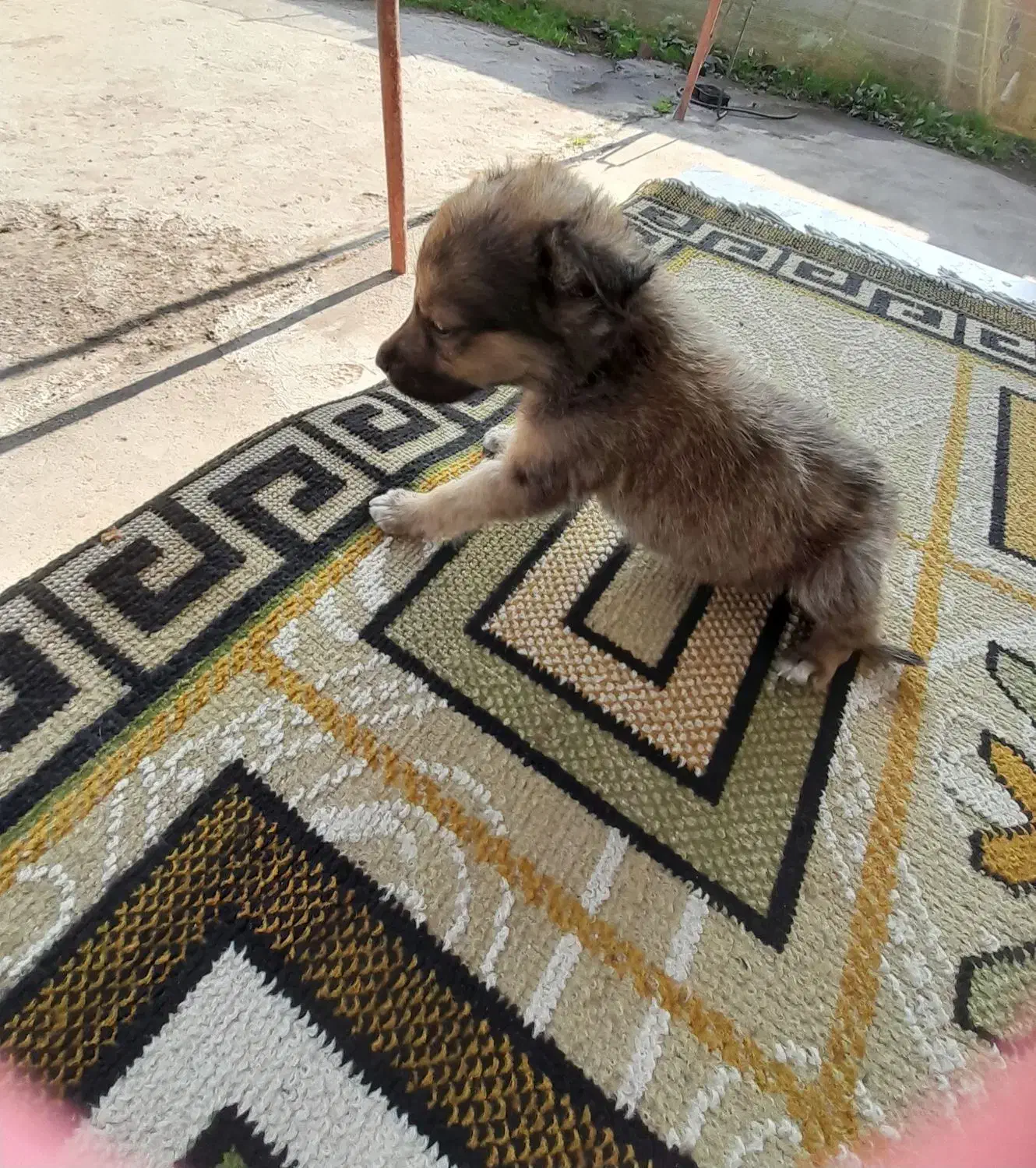 توله سگ|سگ|لاهیجان, بازکیاگوراب|دیوار