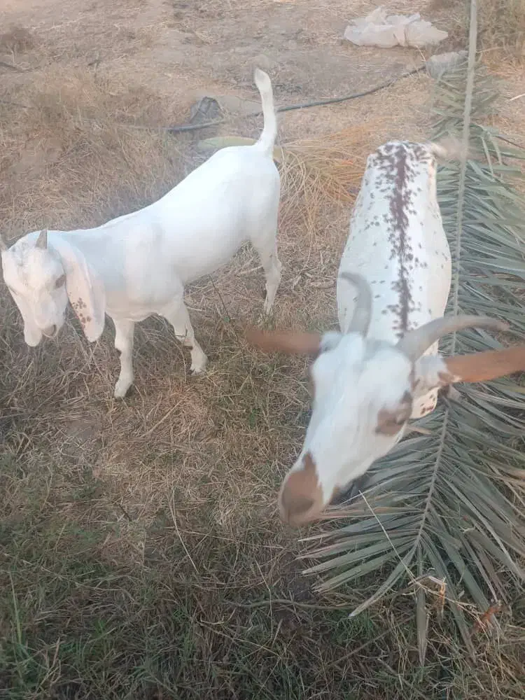 فروش بز|حیوانات مزرعه|رودان, |دیوار