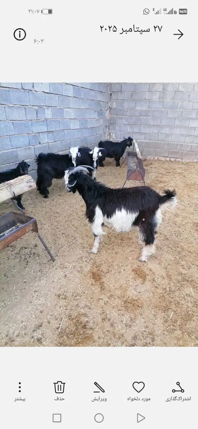 گوسفند زنده کهره وبره چاق همراه با قصابی|حیوانات مزرعه|شیراز, رکن‌آباد|دیوار
