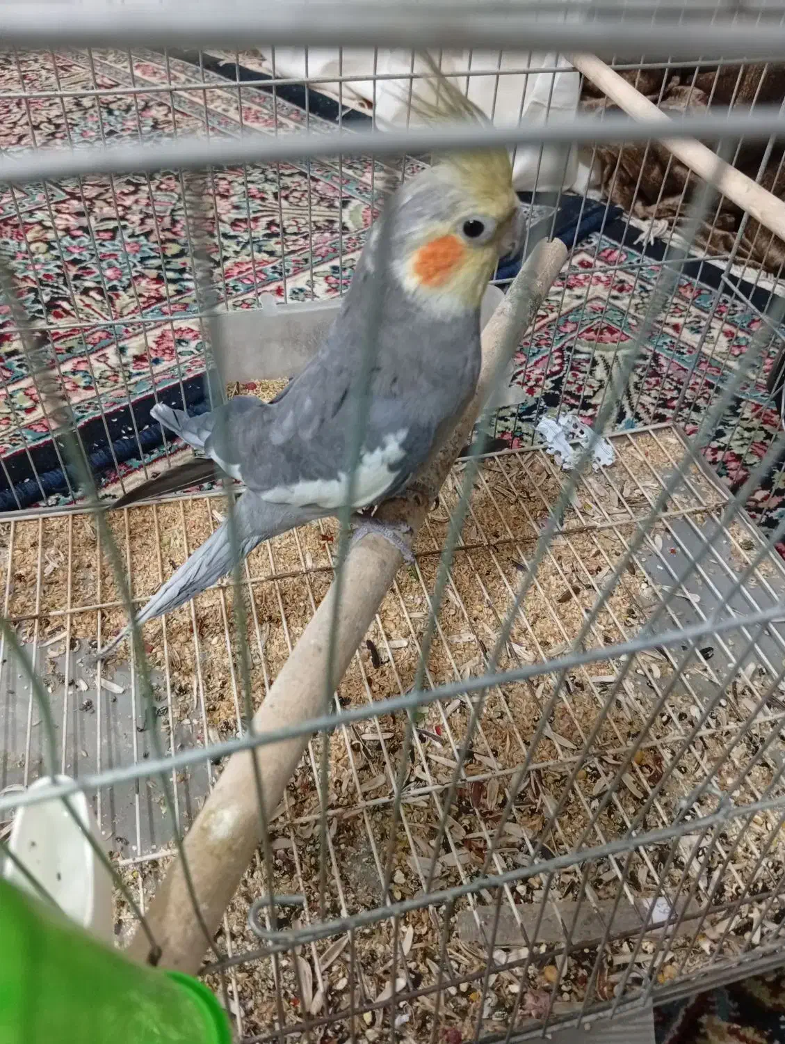 عروس هلندی|پرنده|بم, |دیوار