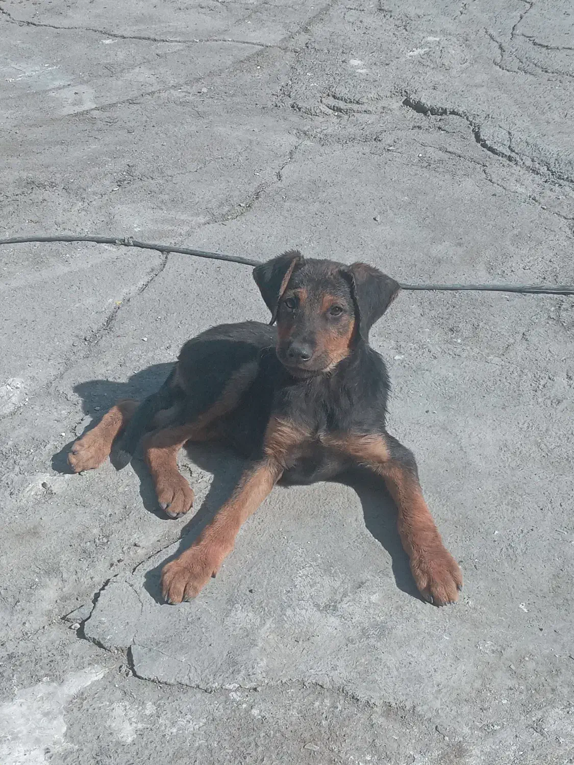 سگ دوبر من بومی|سگ|تهران, فلسطین (میدان انقلاب)|دیوار