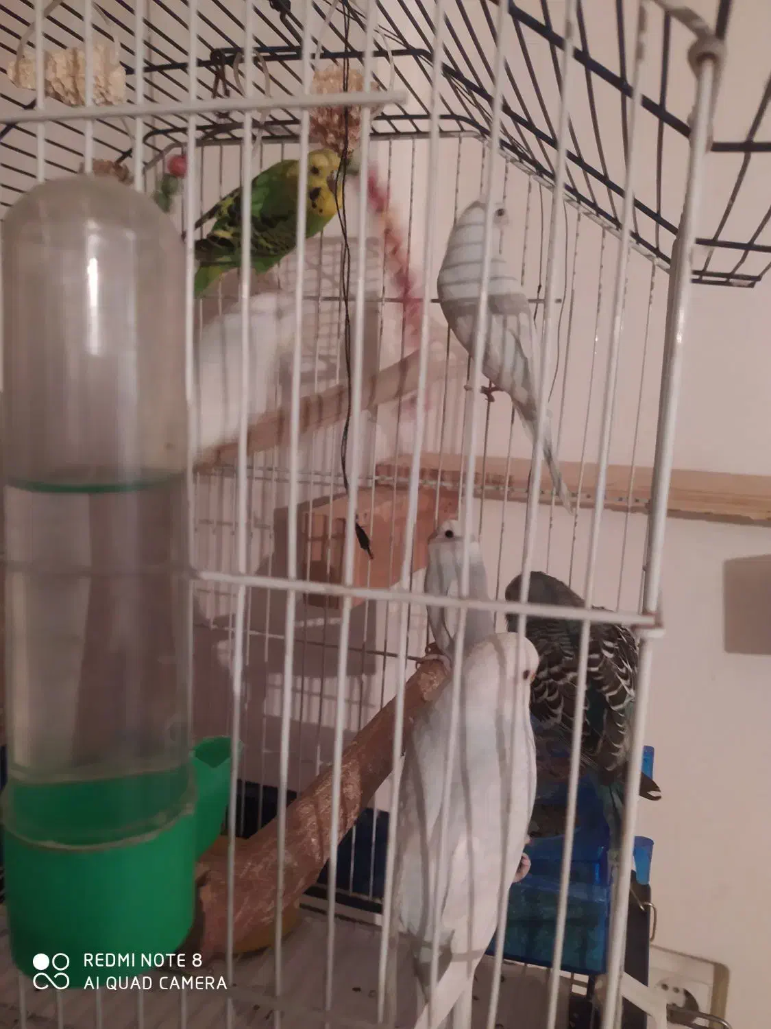 مرغ عشق رنگ خاص جفتای شیش تخمه|پرنده|بهارستان, |دیوار