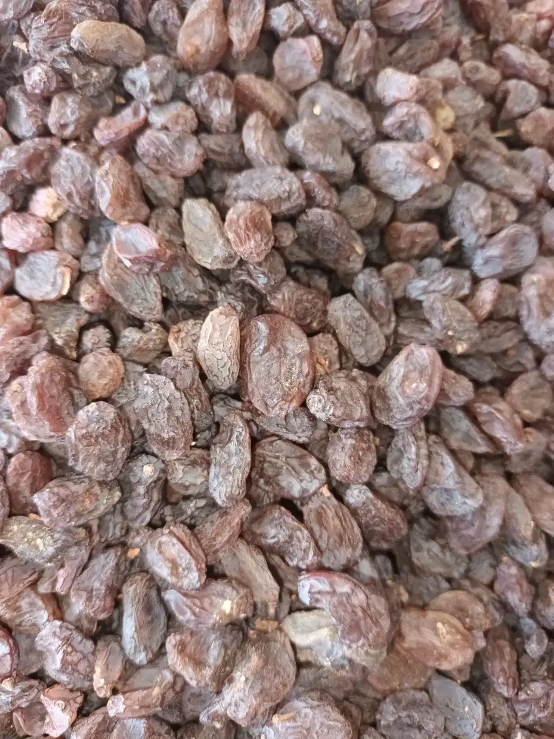 کشمش بیدانه|خوردنی و آشامیدنی|ساوه, |دیوار