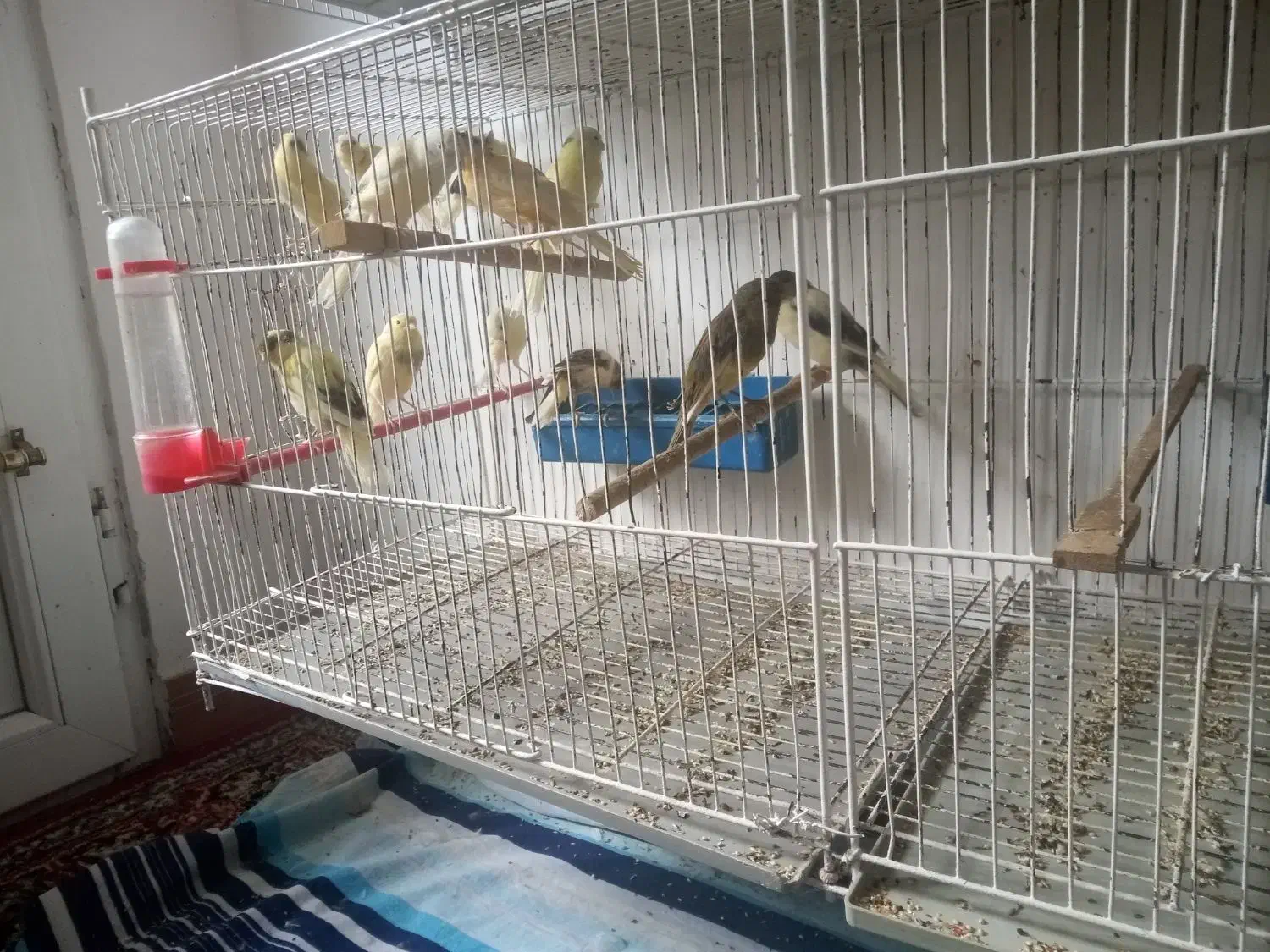 جوجه قناری|پرنده|رشت, کوی مهر|دیوار