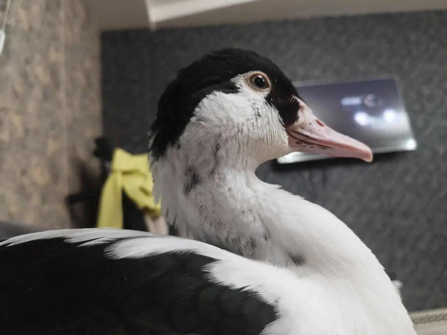 گمشده|حیوانات|بیجار, |دیوار