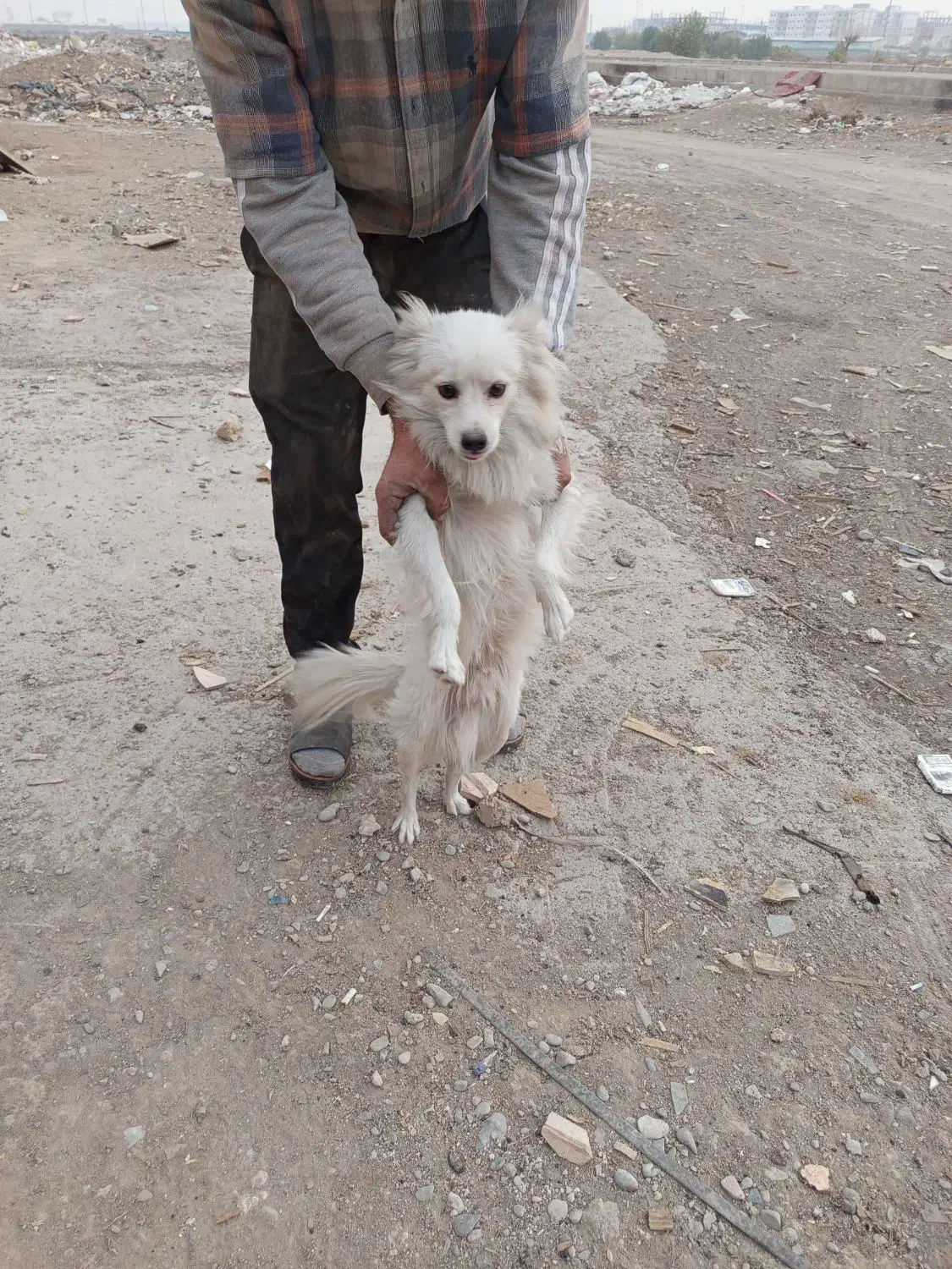 سگ پا کوتاه نر فروشی|سگ|اسلامشهر, شهرک قائمیه|دیوار