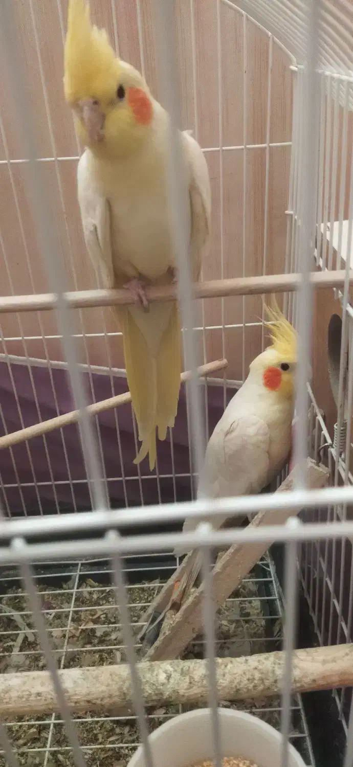 عروس هلندی لوتینو - جفت|پرنده|سبزوار, گلشن|دیوار