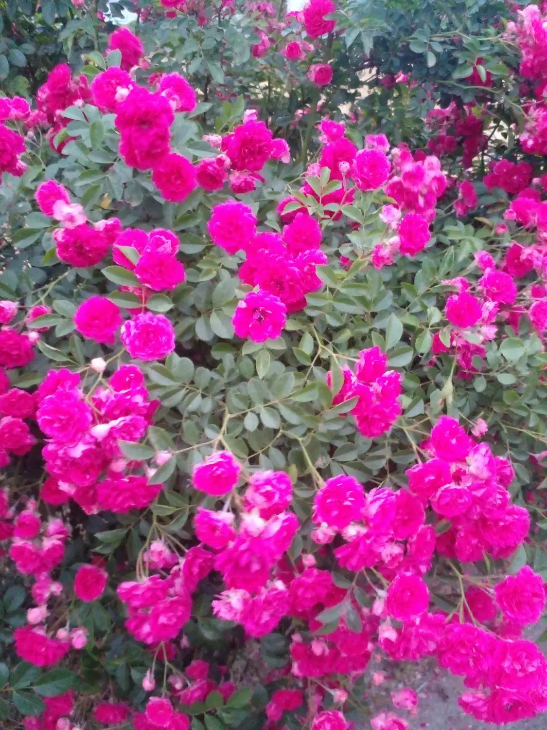 سرایدار خانواده جهت نگهداری ۱۳ هزار متر باغ|استخدام سرایداری و نظافت|چمستان, |دیوار