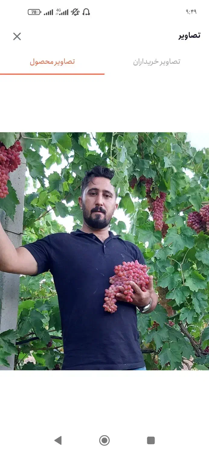 فروش نهال انگور ریشه لخت دوساله|خدمات باغبانی و درختکاری|خرمدره, |دیوار