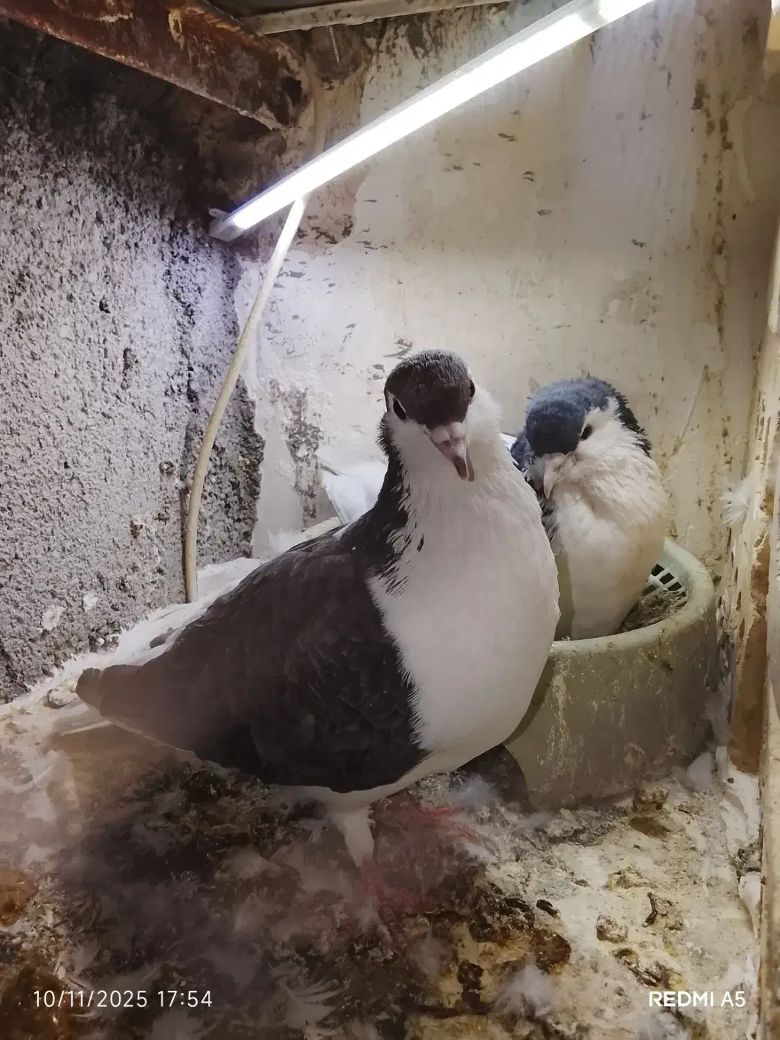 سینه خال ساده کبوتر چپ|پرنده|مشهد, شهید قربانی|دیوار