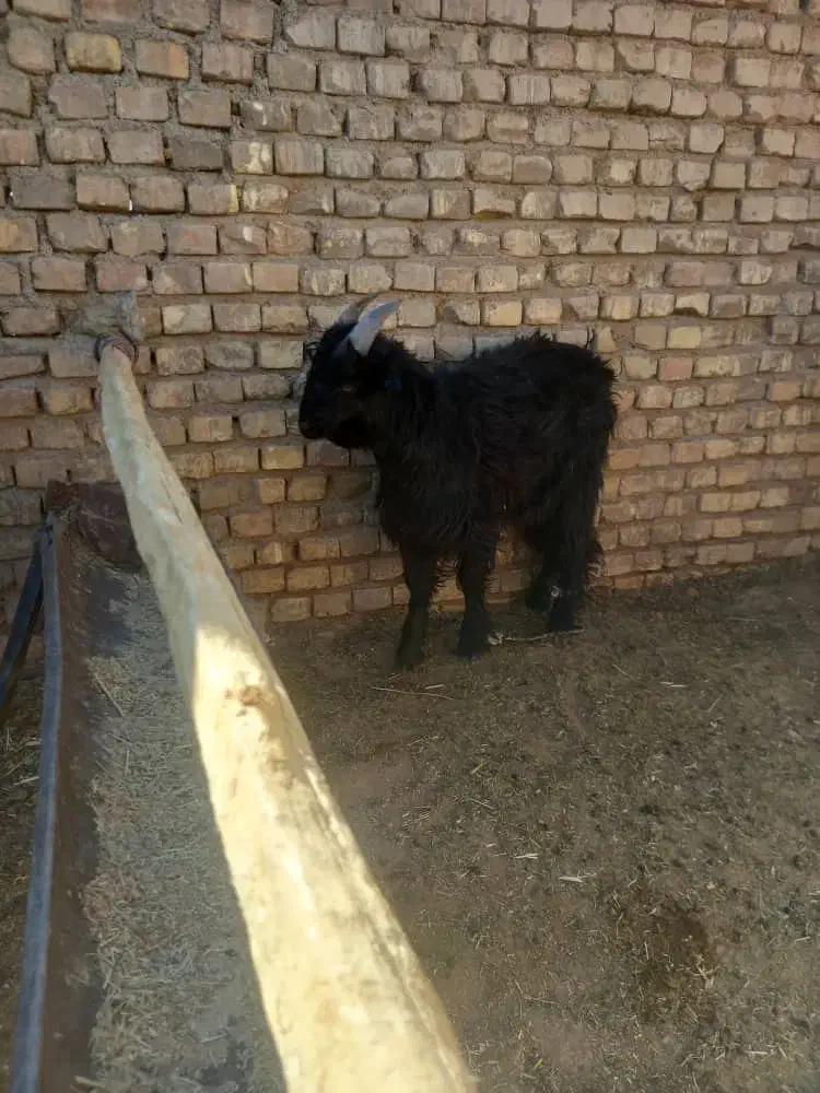 کهره نر چاق کشتی|حیوانات مزرعه|آباده, |دیوار