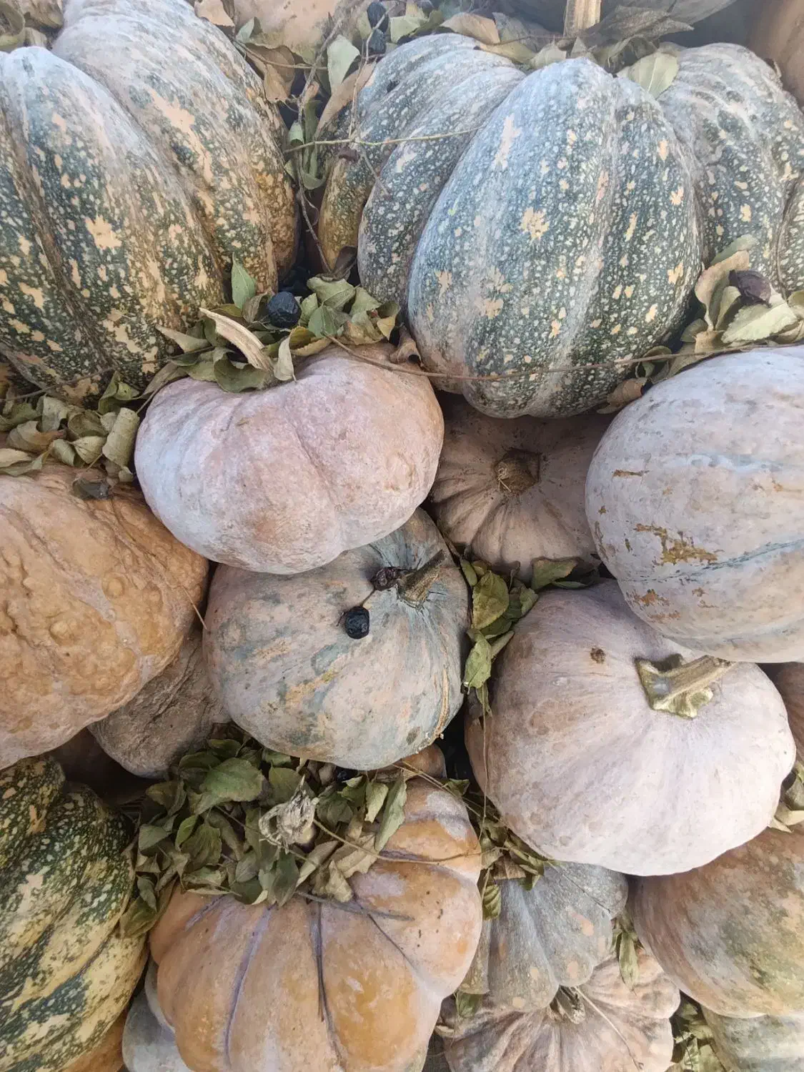 کویی محلی کیلویی 20تومن|خوردنی و آشامیدنی|بندر انزلی, چهارفریضه|دیوار