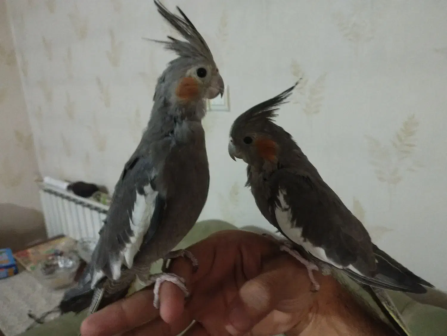 معاوضه ۲ عروس هلندی|پرنده|ری, دیلمان|دیوار