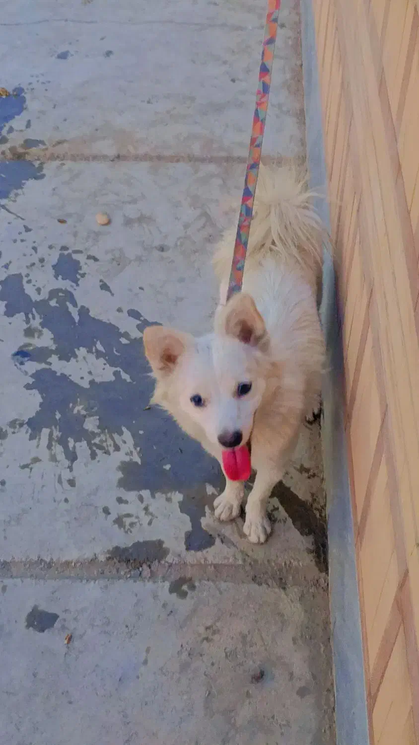 این سگ گمشده|سگ|کازرون, |دیوار