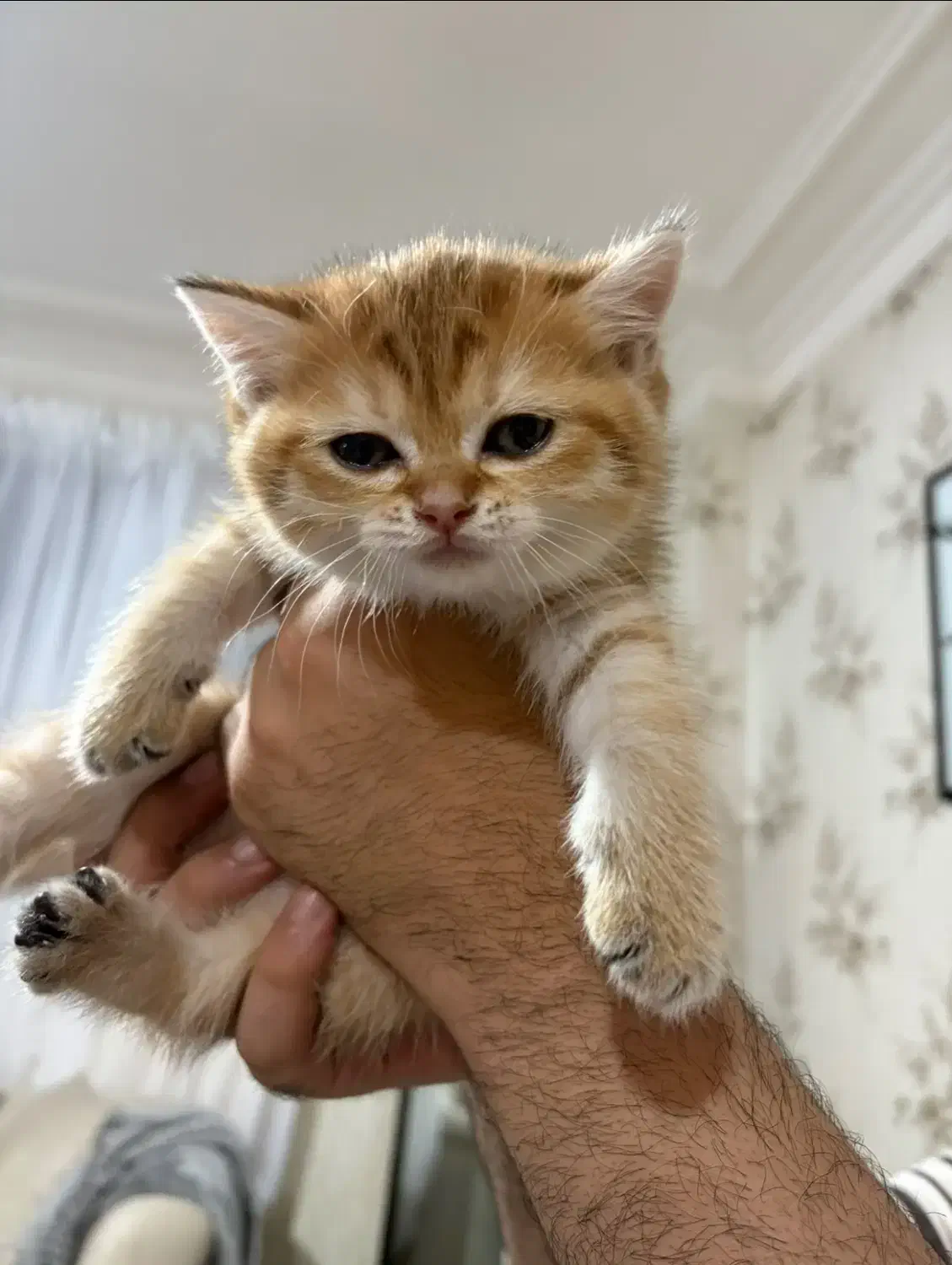 گربه اسکاتیش|گربه|آبادان, |دیوار