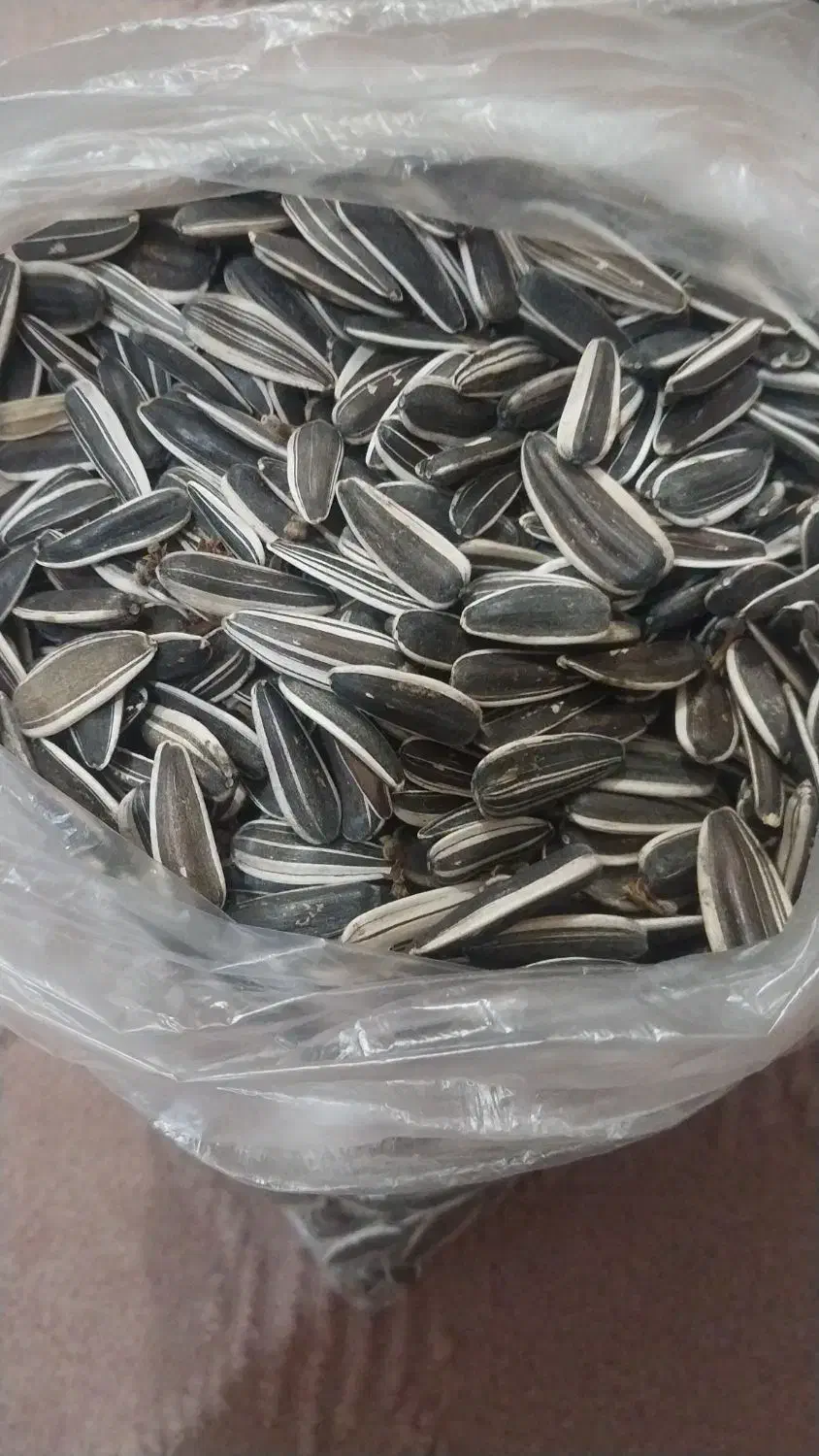 تخمه|عمده‌فروشی|انگوران, |دیوار